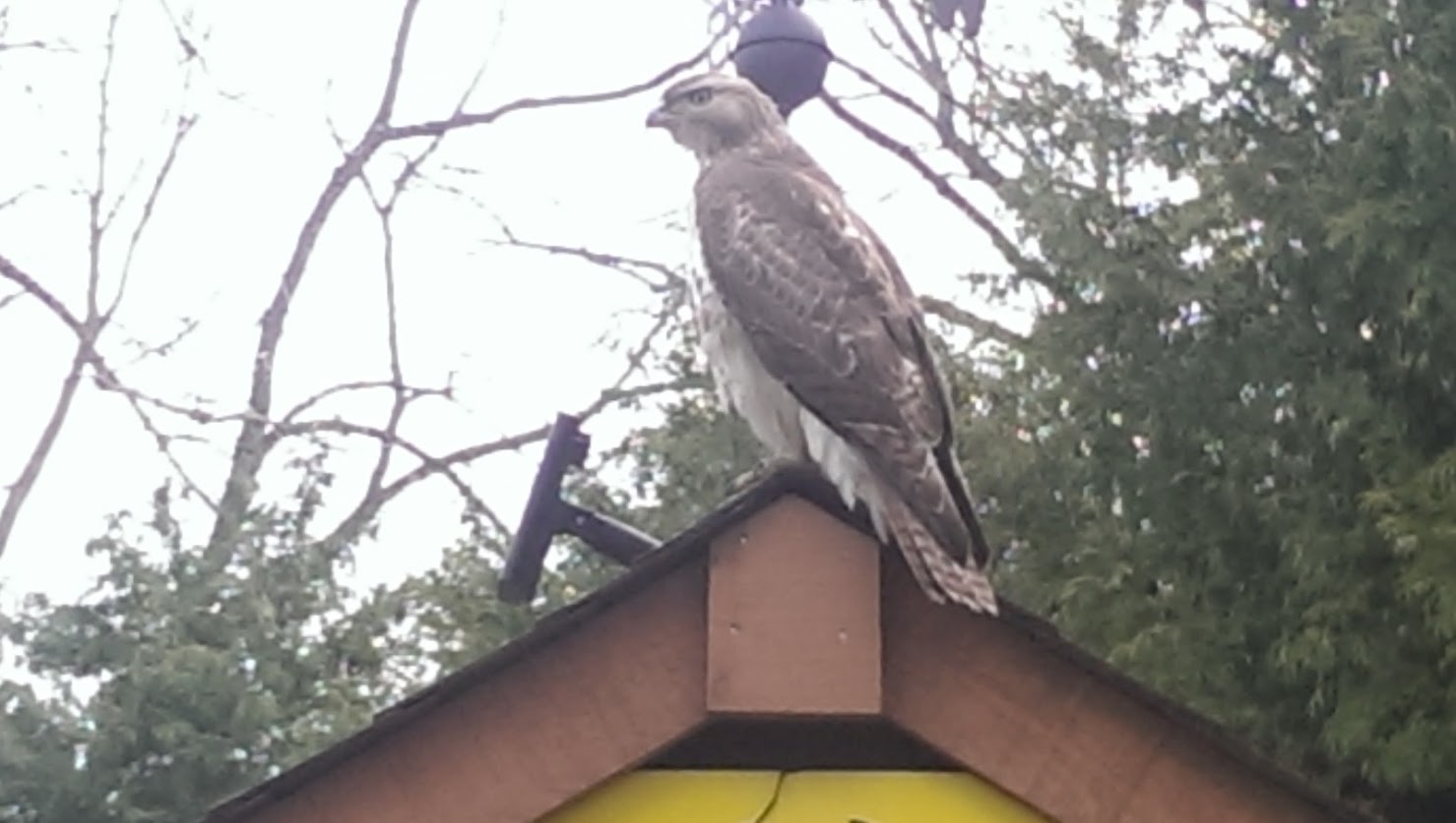 hawk.shed